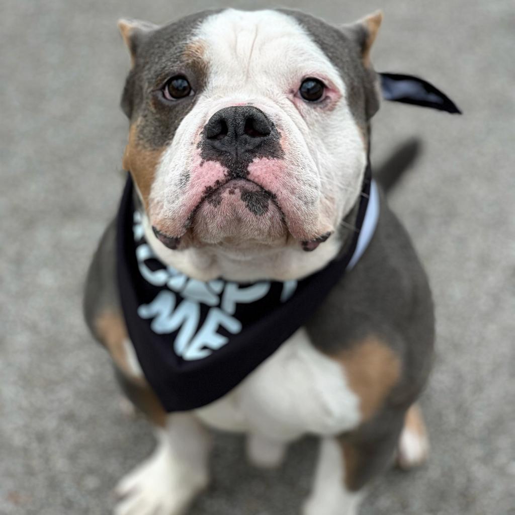Dozer