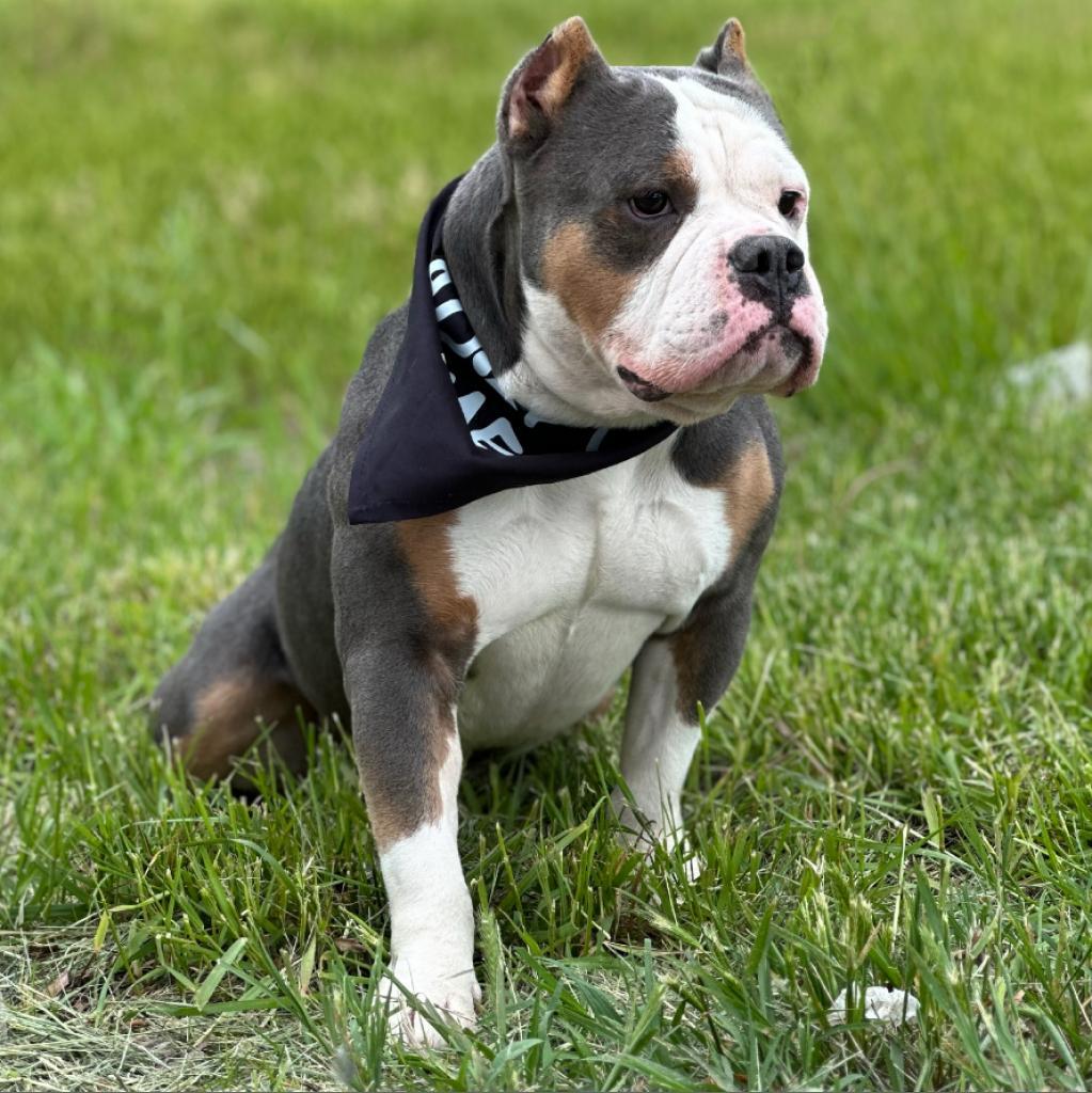Dozer
