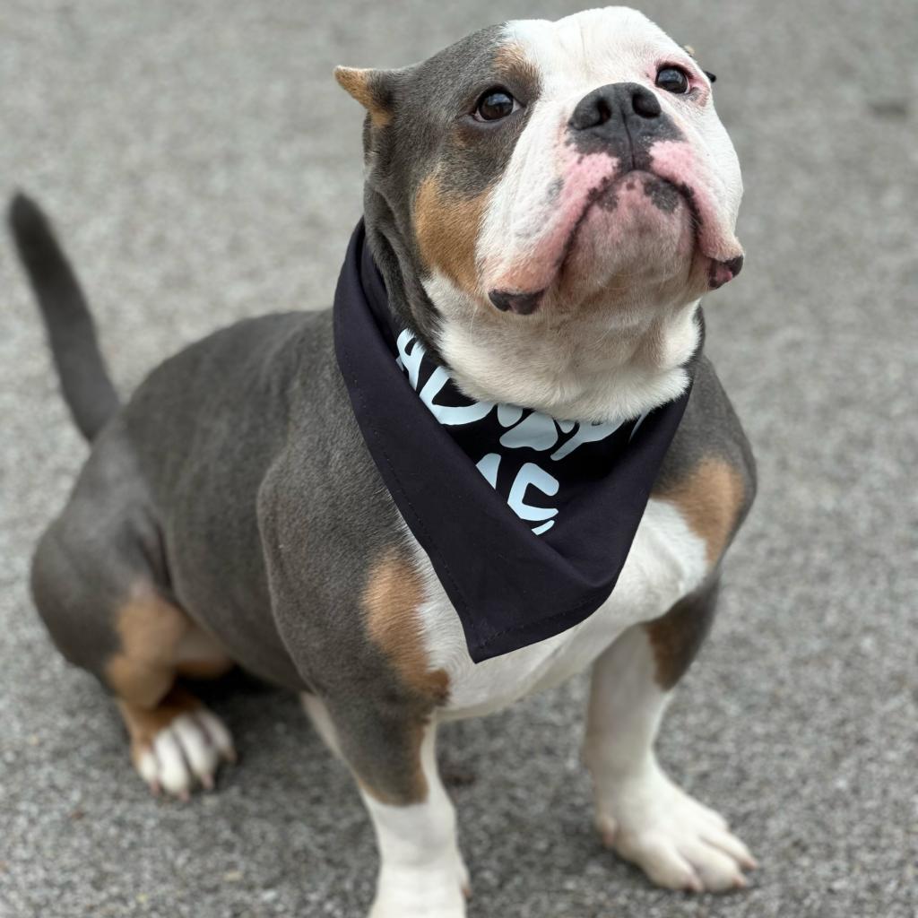 Dozer