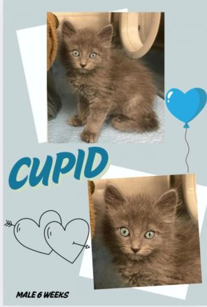 Cupid