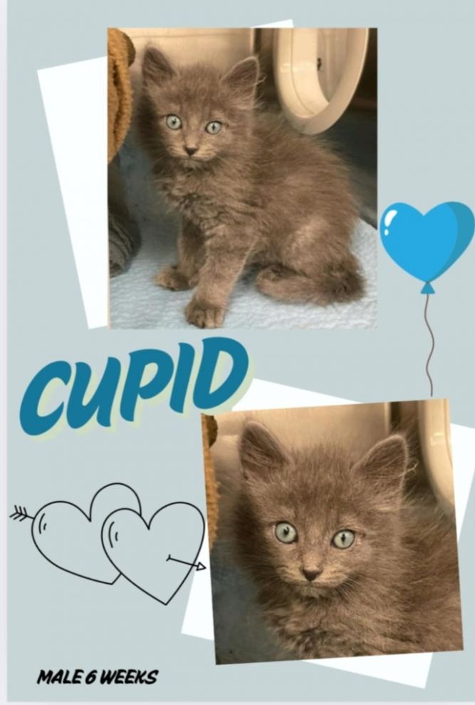 Cupid