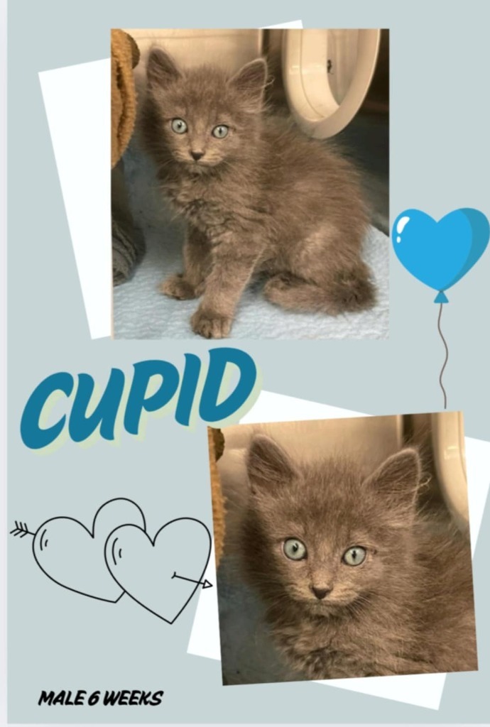Cupid 1