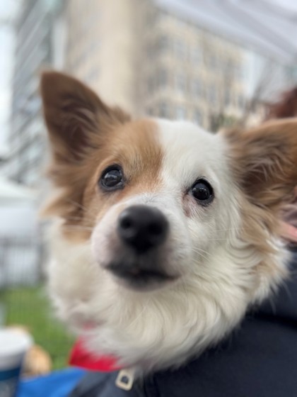 LuLu