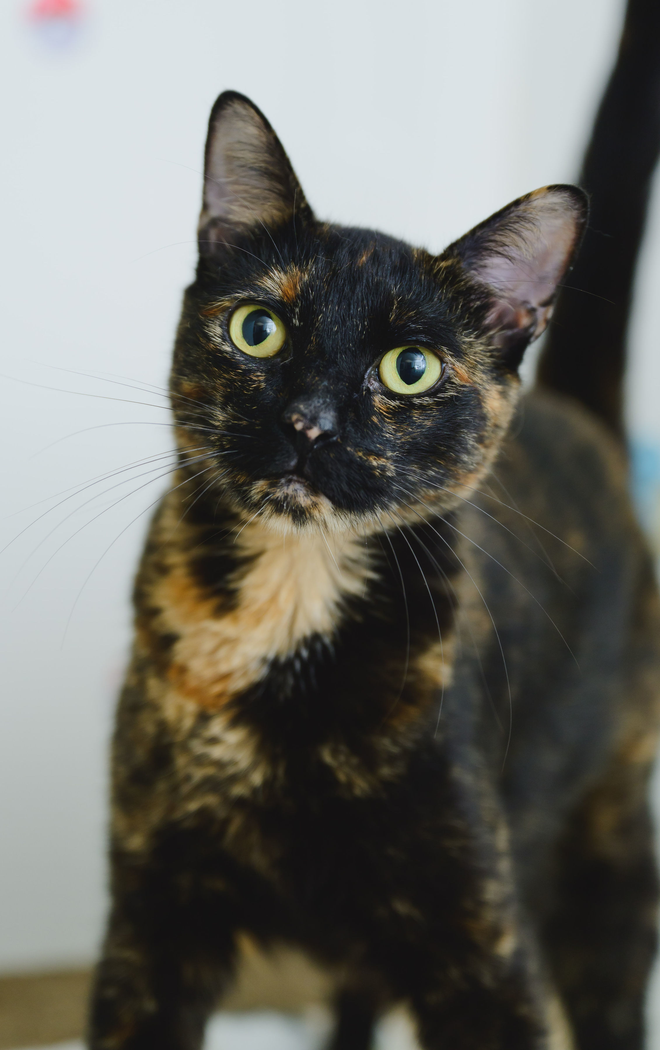 Catas, an adoptable Domestic Short Hair in Honolulu, HI, 96826 | Photo Image 1