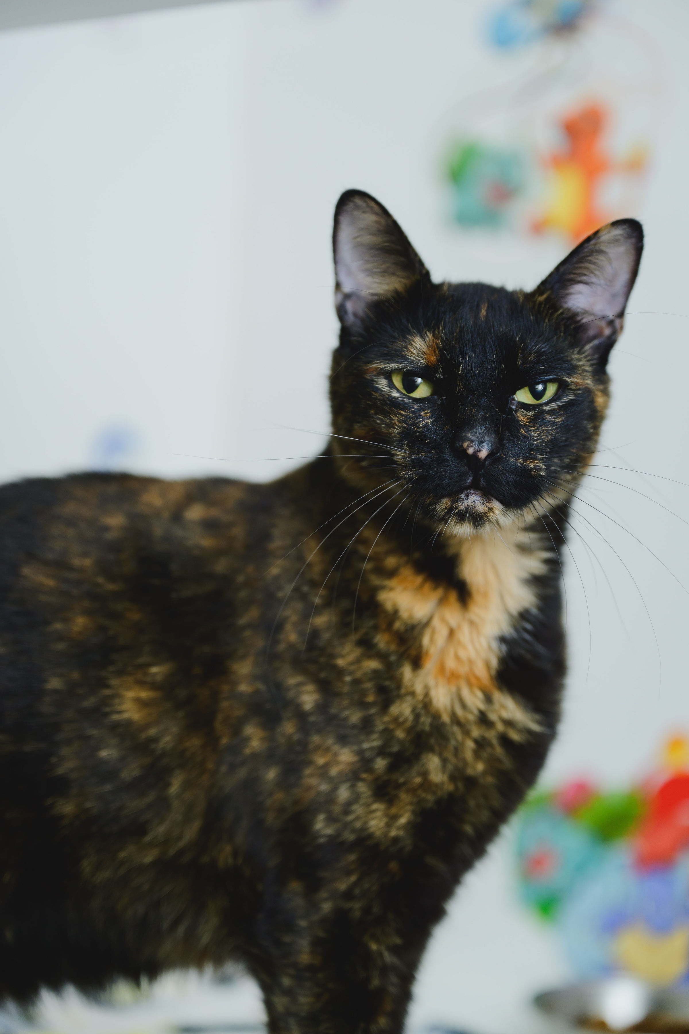Catas, an adoptable Domestic Short Hair in Honolulu, HI, 96826 | Photo Image 2