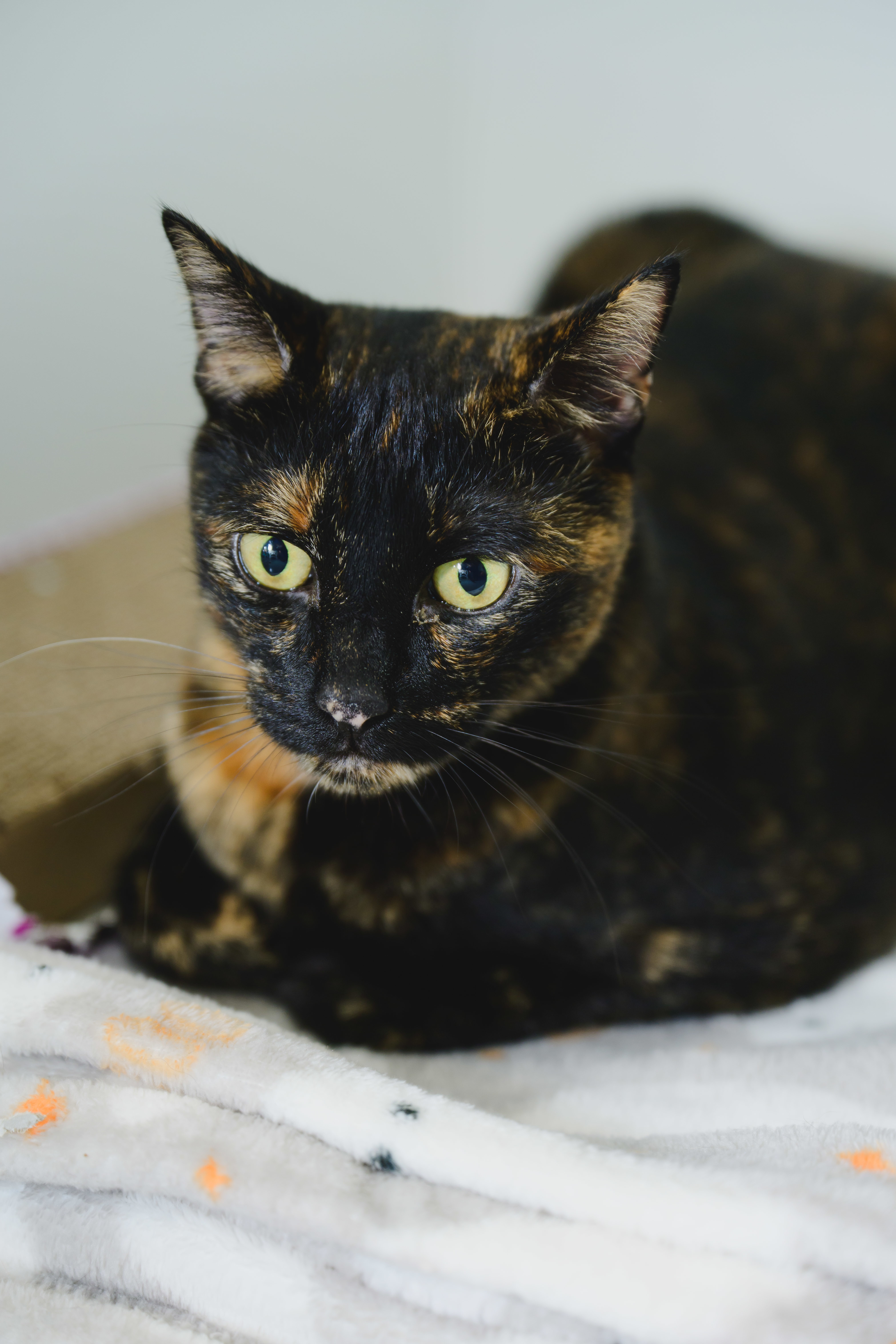 Catas, an adoptable Domestic Short Hair in Honolulu, HI, 96826 | Photo Image 3