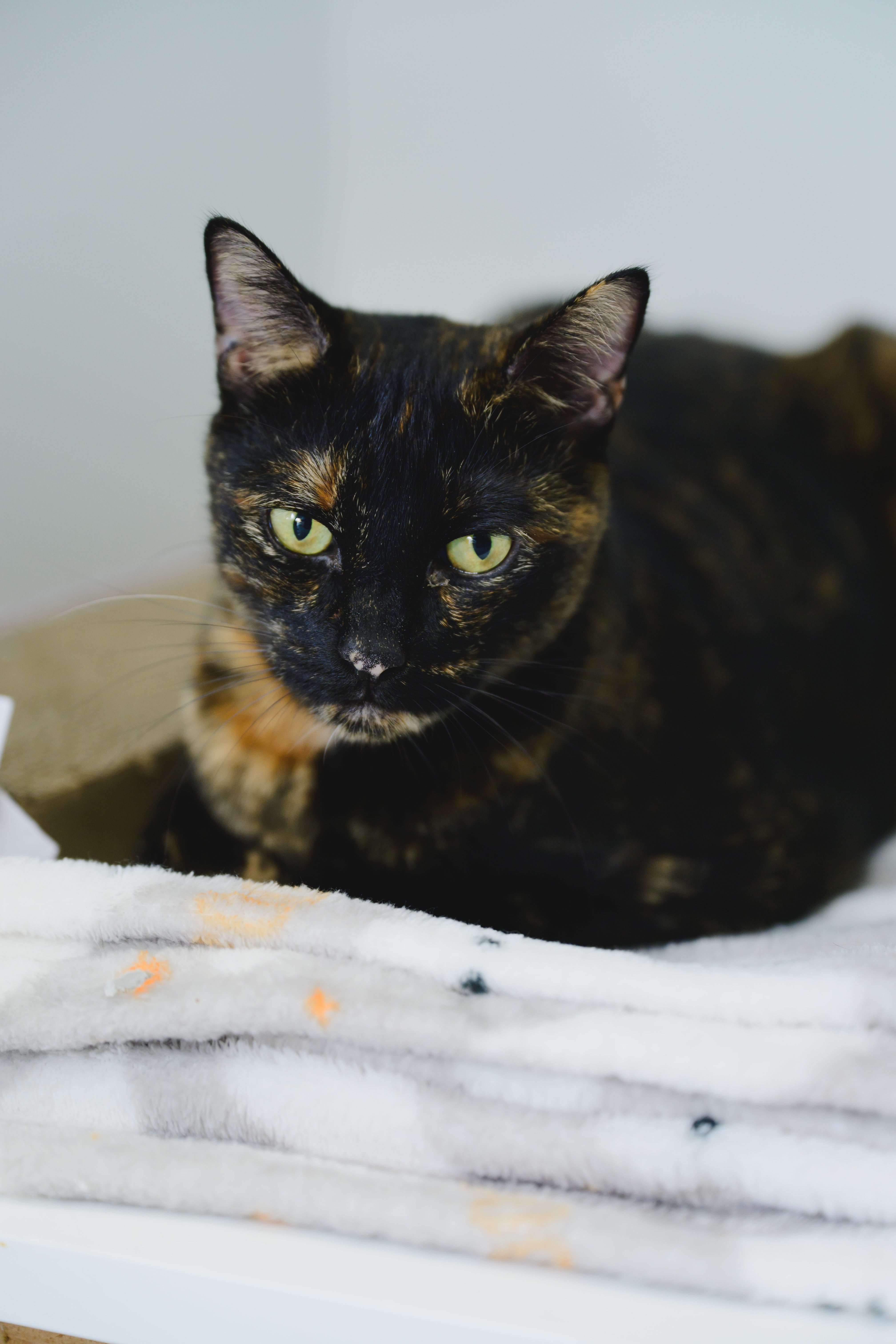 Catas, an adoptable Domestic Short Hair in Honolulu, HI, 96826 | Photo Image 4