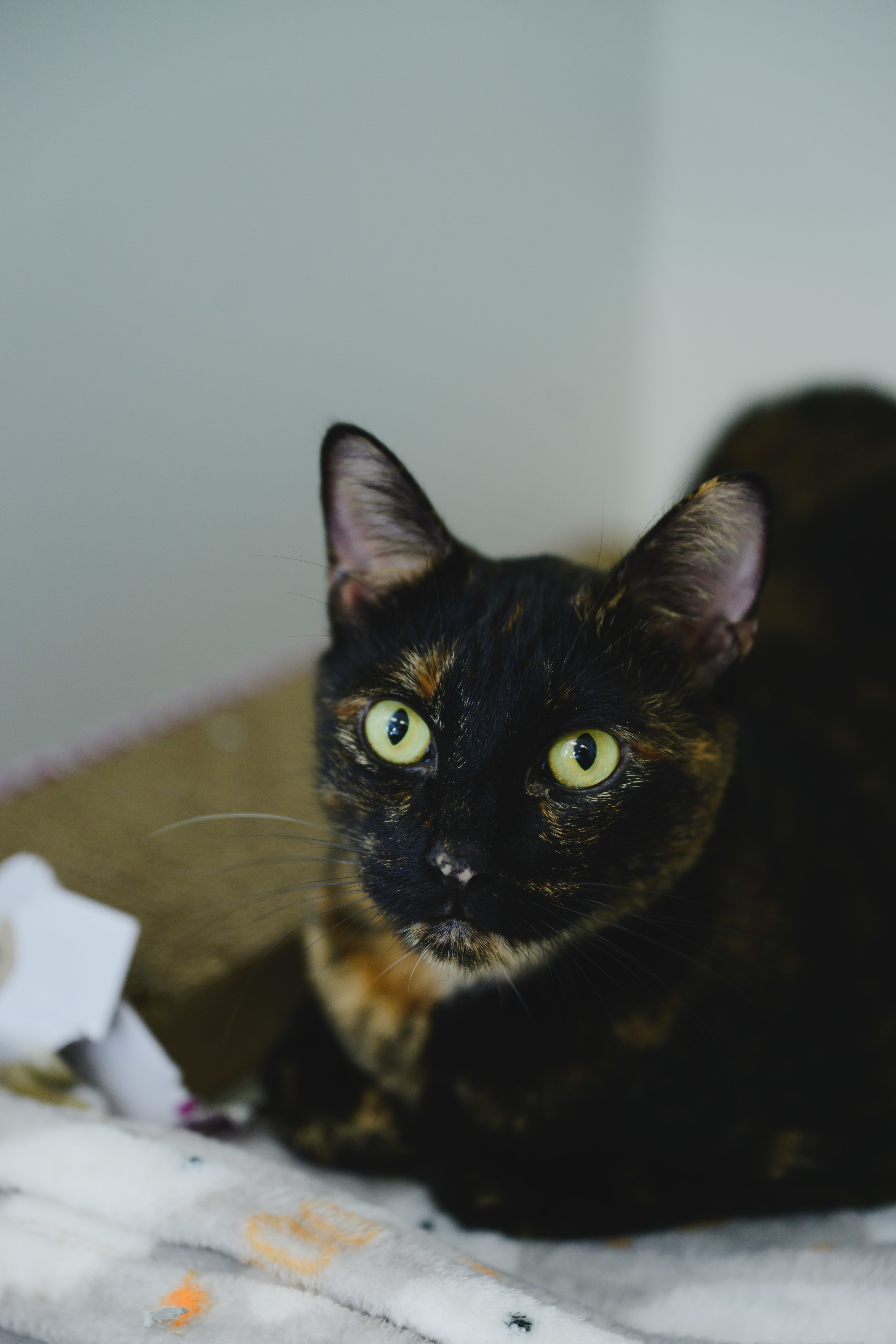 Catas, an adoptable Domestic Short Hair in Honolulu, HI, 96826 | Photo Image 5
