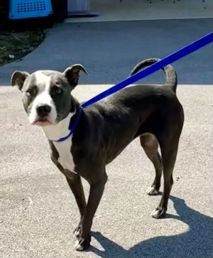 SUGAR PUP, Adult Female American Bulldog