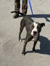 SUGAR PUP photo 2