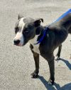 SUGAR PUP photo 3