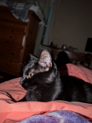 Rocky - (must be adopted w/Peter Pan), Young Male Domestic Short Hair