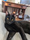 Rocky - (must be adopted w/Peter Pan) photo 2