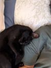 Rocky - (must be adopted w/Peter Pan) photo 3