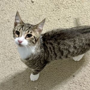Highland, Young Male Tabby