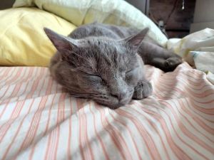 My current foster writes If want to play hide and seek with a cat Tom is your guy Whatever the