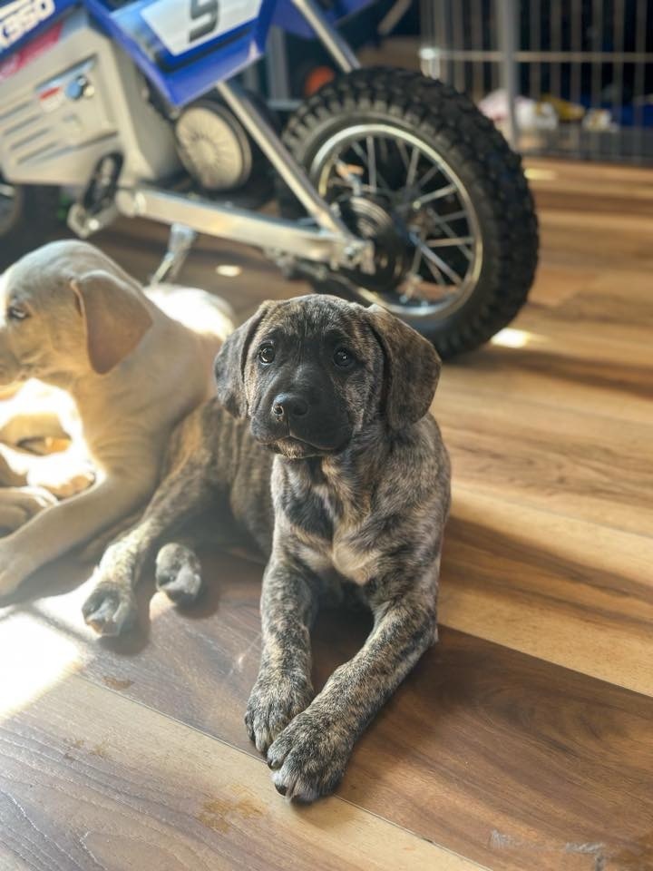 Cruz KC