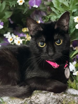 Noir