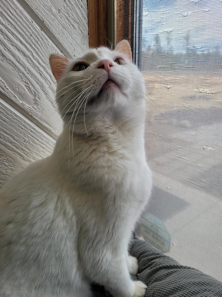 Ghost