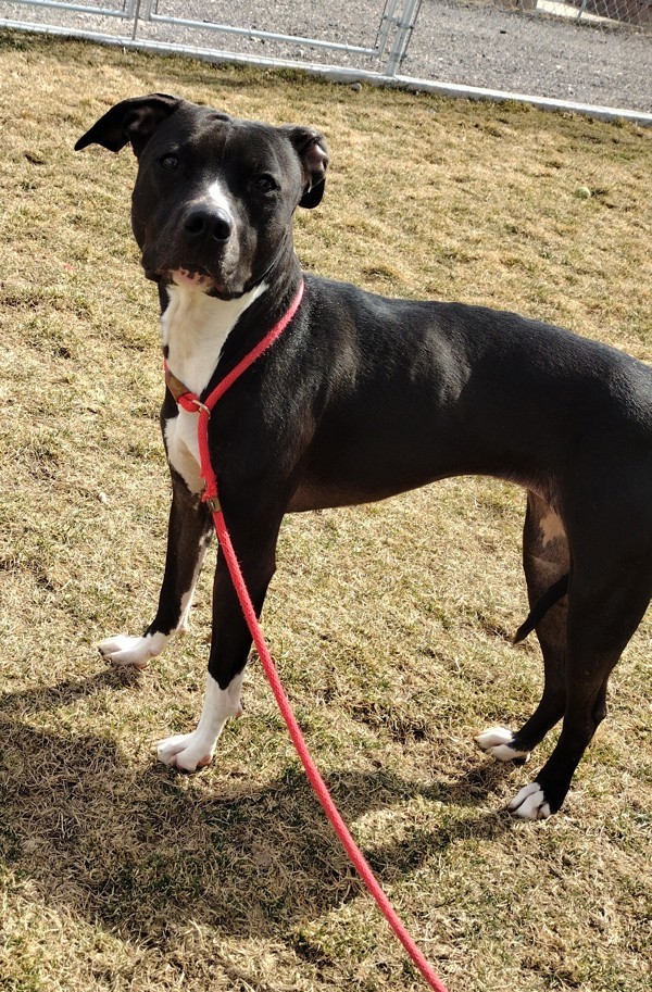 Luna 36083, an adoptable Pit Bull Terrier in Pocatello, ID, 83205 | Photo Image 1