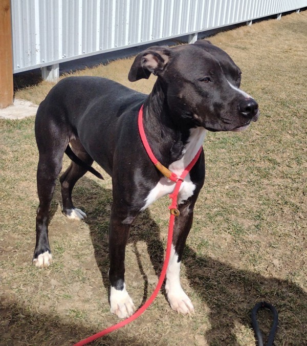 Luna 36083, an adoptable Pit Bull Terrier in Pocatello, ID, 83205 | Photo Image 2