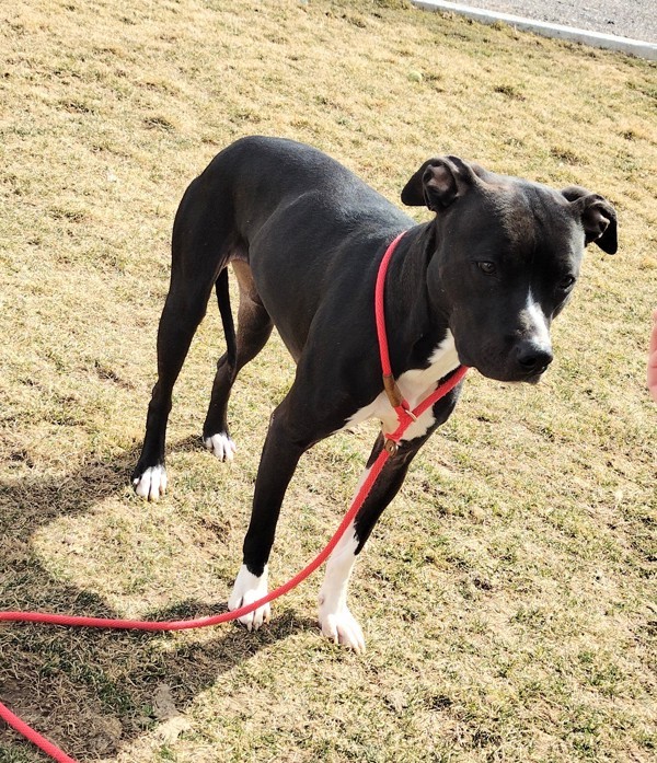 Luna 36083, an adoptable Pit Bull Terrier in Pocatello, ID, 83205 | Photo Image 3