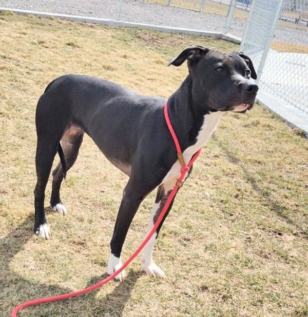 Luna 36083, an adoptable Pit Bull Terrier in Pocatello, ID, 83205 | Photo Image 4