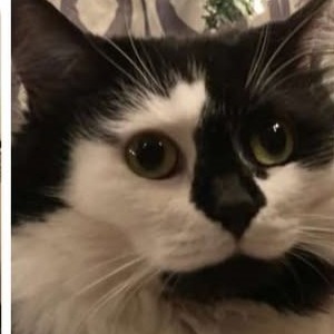 Oreo