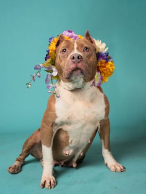 Diamond Mixed Breed Dog