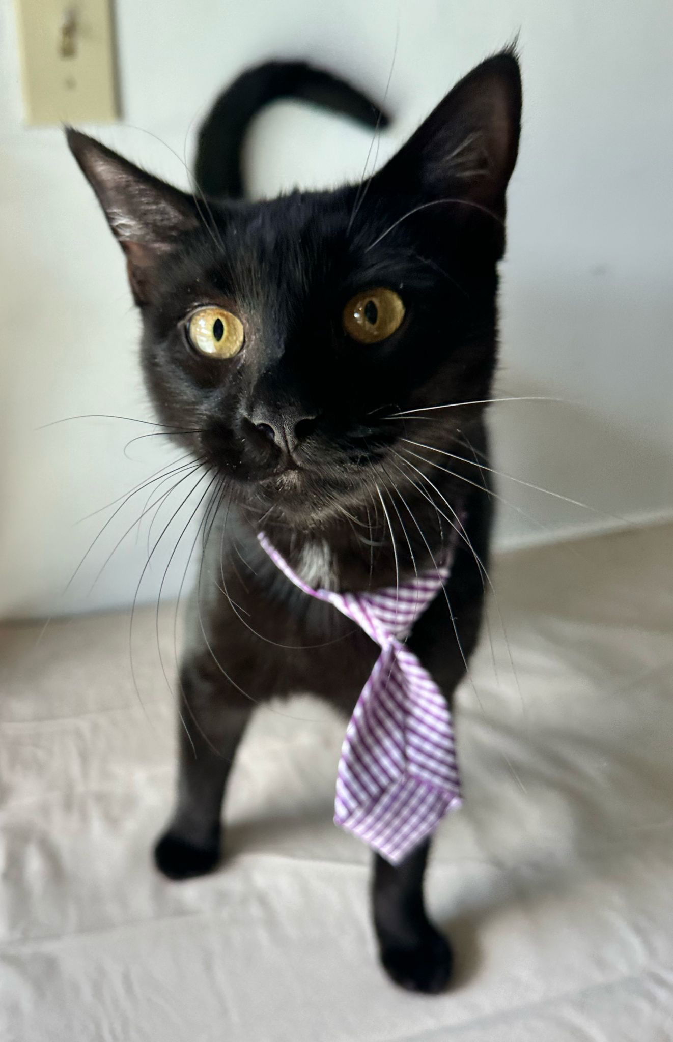 MATEO