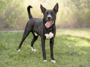 LABO Pit Bull Terrier Dog