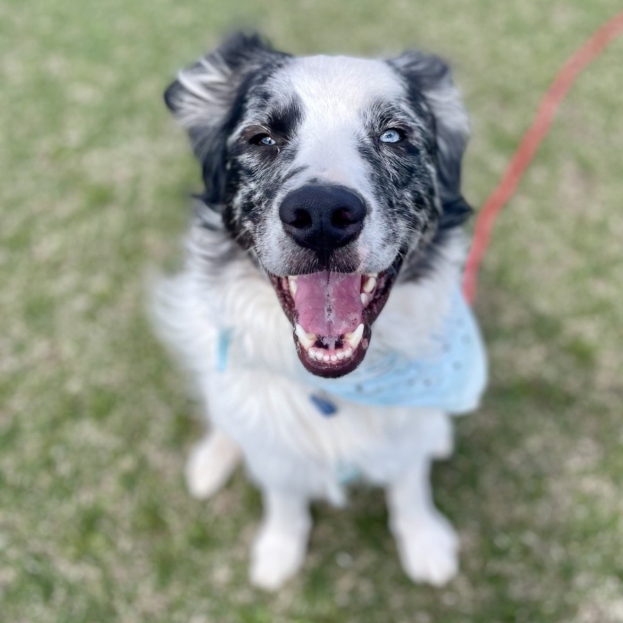 Jax, an adoptable Australian Shepherd in Glenwood Springs, CO, 81601 | Photo Image 1