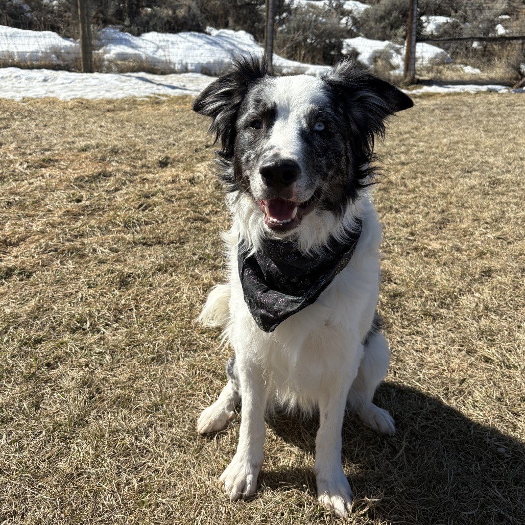 Jax, an adoptable Australian Shepherd in Glenwood Springs, CO, 81601 | Photo Image 2