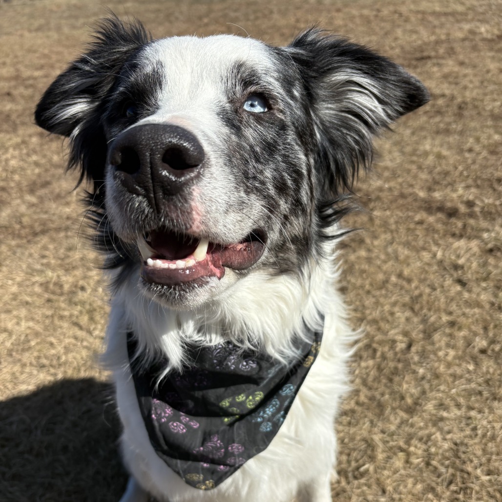 Jax, an adoptable Australian Shepherd in Glenwood Springs, CO, 81601 | Photo Image 4
