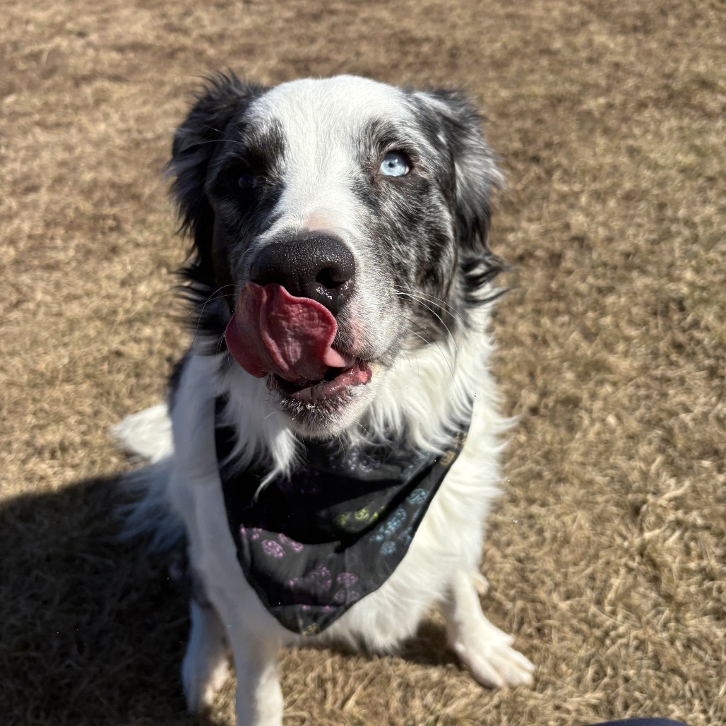 Jax, an adoptable Australian Shepherd in Glenwood Springs, CO, 81601 | Photo Image 5