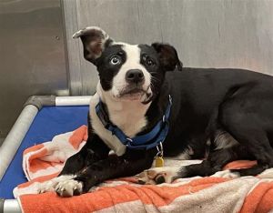 OLIVIA, Adult Female Mixed Breed