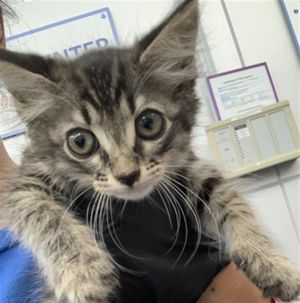 JESSIE, Young Female Domestic Medium Hair