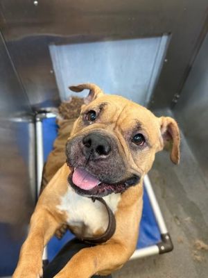 LACY, Adult Female American Bulldog