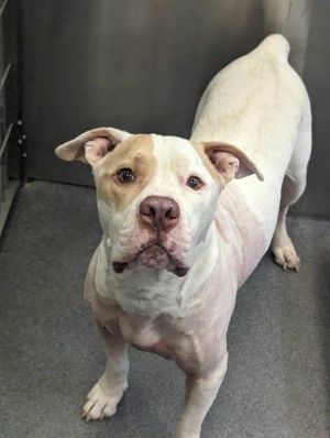 MAVERICK, Adult Male Pit Bull Terrier