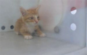 SUSHI, Young Male Domestic Short Hair