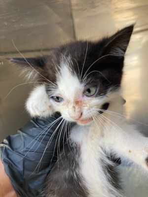 DIAMOND, Young Female Domestic Short Hair