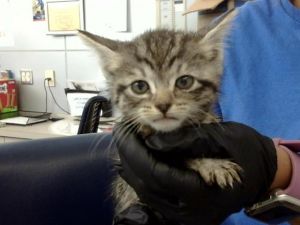 BRICK, Young Male Domestic Short Hair