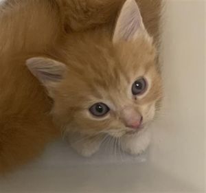 MAPLE, Young Male Domestic Short Hair