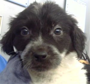 MACHIATO, Young Male Mixed Breed