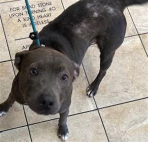 ROXY, Young Female Mixed Breed