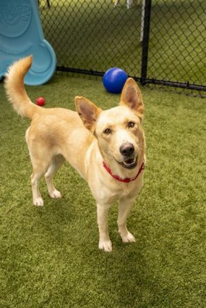 MONA, Young Female Mixed Breed