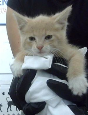 HOLLY, Young Female Domestic Short Hair