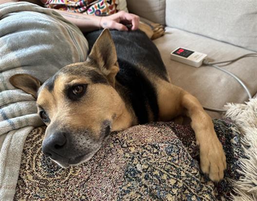 KHLOE, an adoptable Mixed Breed in Santa Fe, NM, 87507 | Photo Image 1