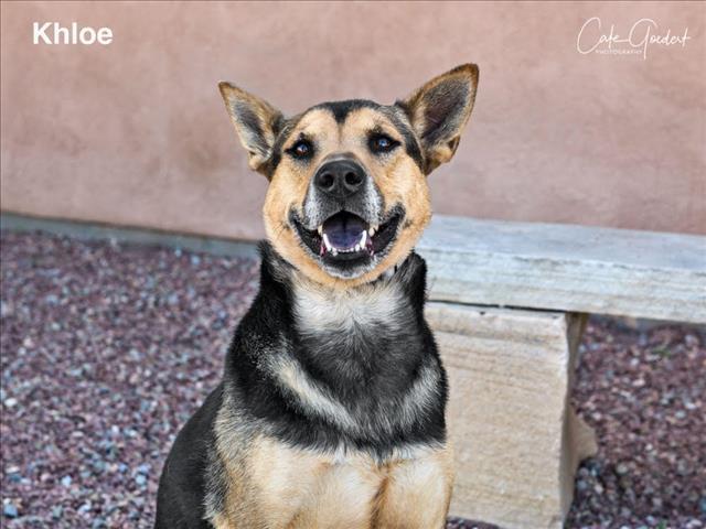 KHLOE, an adoptable Mixed Breed in Santa Fe, NM, 87507 | Photo Image 1