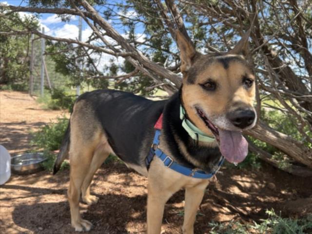 KHLOE, an adoptable Mixed Breed in Santa Fe, NM, 87507 | Photo Image 1